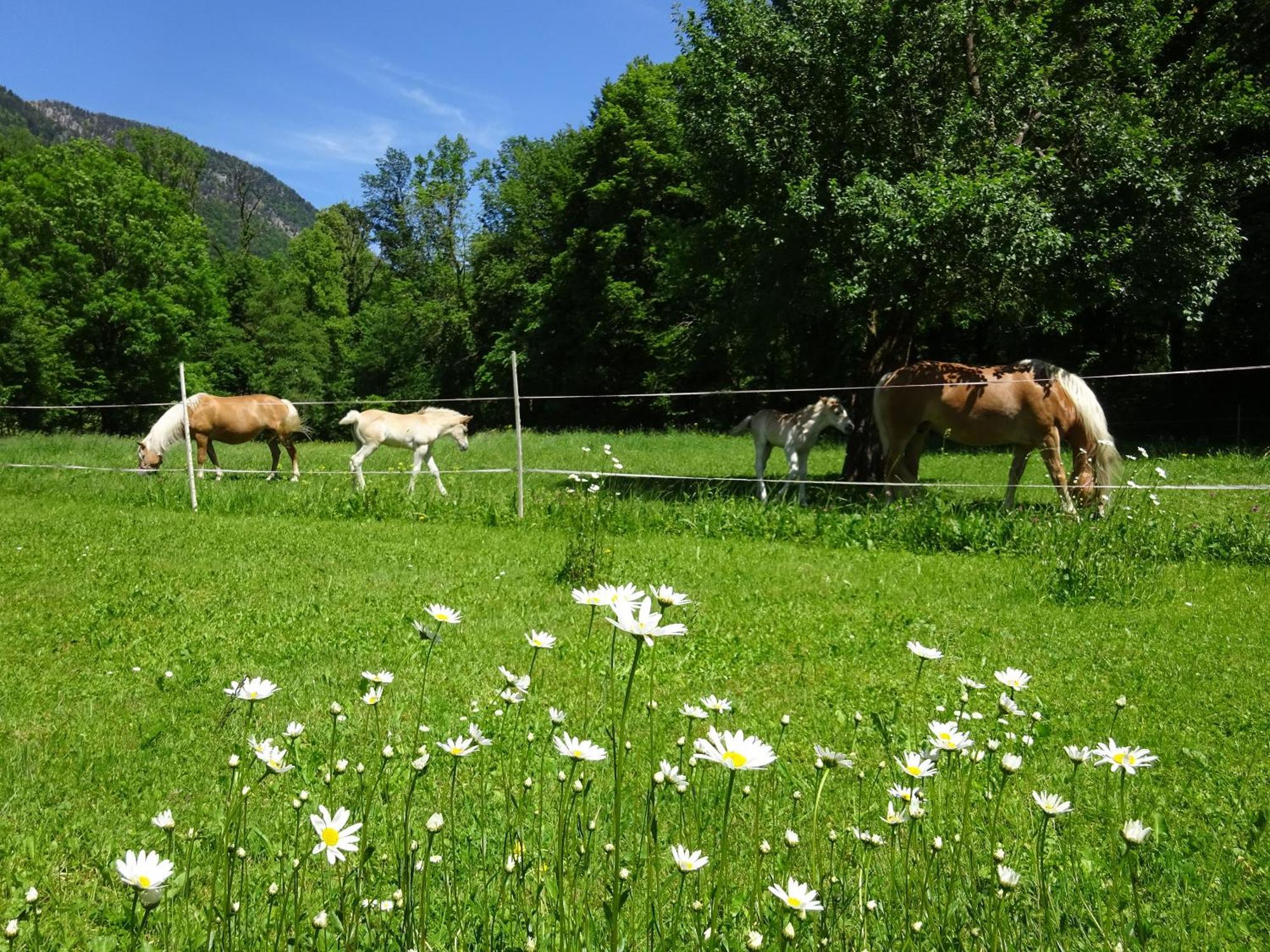 Ferienwohnungen Auhaus Bad Reichenhall Extérieur photo